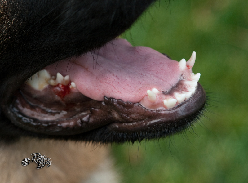 teeths! German Shepherd Dog Forums