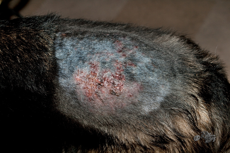 Some kind of dermatitis | German Shepherds Forum